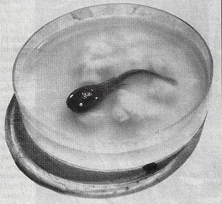 Initial Stage Hedorah in Godzilla vs. Hedorah