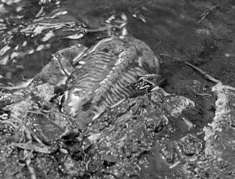 A Trilobite in Godzilla (1954)