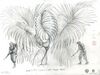 Fern bird concept art by Stephane Levallois
