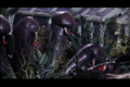 Flypaper Plants