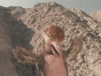 Totsaurus in Go! Greenman