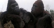 Lady Kong | Wikizilla, the kaiju encyclopedia