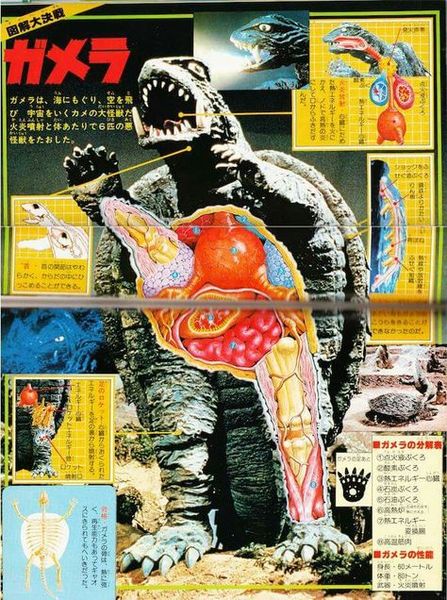 File:GameraS anatomy.JPG