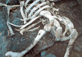 Kong's father's skeleton, brightened to show detail