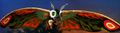 Mothra Leo