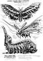 "'Mothra' character" proposal sketch by Steve Bissette[6][7]