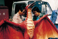 The full-scale Rodan model, repainted to portray Fire Rodan, during production