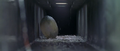 The egg gets thrown down a sewer