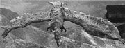 Giant Condor image gallery | Wikizilla, the kaiju encyclopedia