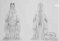American Godzilla concept