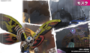 Mothra in City Shrouded in Shadow