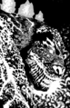 1:50 retailer incentive cover by Kelley Jones