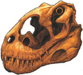 A Venatosaurus skull