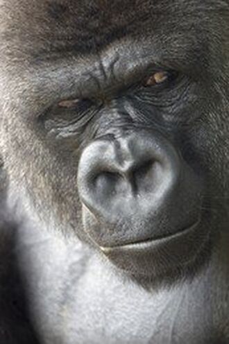 The photo used to depict Kong on the cover of Kong Reborn