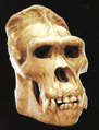 A Megaprimatus kong skull