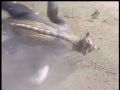 Gigan is struck by Godzilla's tail and goes down