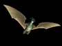 Rodan in Godzilla: Destroy All Monsters Melee