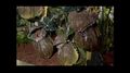 Pitcher Plants