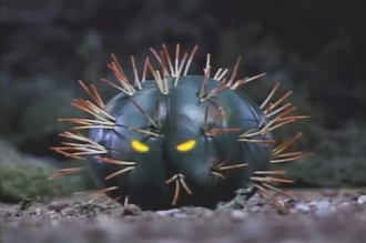 Gororin in Godzilla Island