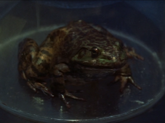 A toad in The H-Man