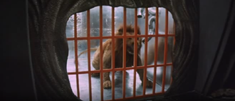 Lion in Latitude Zero