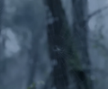 An unidentified spider spinning its web in the jungle