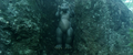 Minilla is found near Mount Fuji