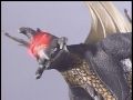 Gigan levels off and starts scanning Godzilla