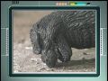 Godzilla on Torema's screen