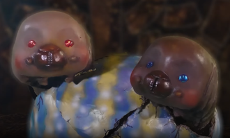 The newborn Moshu-Moshu and Moshuu-Moshuu in Godziban