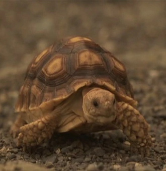 Baby Toto in Gamera the Brave