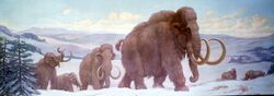 Charles R. Knight's 1929 Woolly Mammoths and Rhinoceros Cenozoic reconstruction artwork featuring a herd of Woolly mammoths