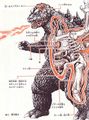Anatomy of the Showa Godzilla from Definitive Edition Godzilla Introduction