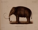1866 art of a woolly mammoth by Johann Friedrich von Brandt