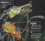 放射樹液生成ぶくる: ダイヤモンドもとかす、樹液をつくりだす。//動物性細胞: 筋肉ににていてとてもじょうぶ。大きなからだをうごかす。//核: ビオランテの中心部。光りかがやき、エネルギーを発する