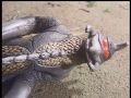 Gigan looks up at Godzilla