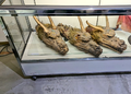 The heads of the original King Ghidorah suit on display in 2019