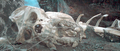 Kong's father's skull, brightened to show detail
