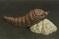 X-Plus 25cm Large Monster Mothra Larva 1968