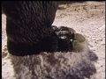 Godzilla finishes off what's left of Hedorah