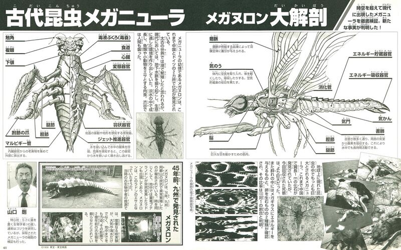 File:Meganulon meganula anatomy.jpeg