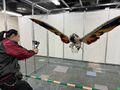 GMK Mothra on display in January 2026