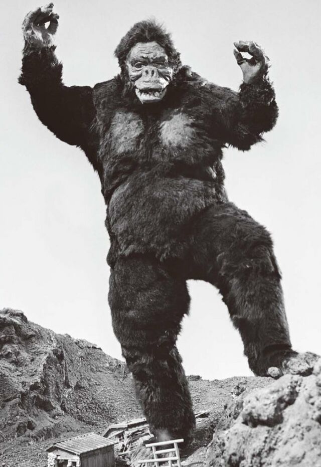 King Kong (King Kong vs. Godzilla) | Wikizilla, the kaiju encyclopedia