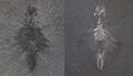 Thumbnail for version as of 12:54, 15 May 2025