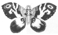 Bottom-up drawing of the imago Mothra