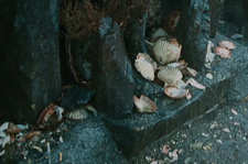 Skull Island birds and sealife | Wikizilla, the kaiju encyclopedia