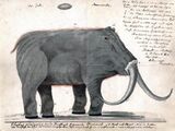 A copy of 1804-1806[4] art of the "Adams mammoth" by Roman Bolutunov