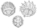 Anguirus concept art