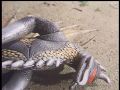 Gigan falls unconscious