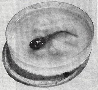 Initial Stage Hedorah in Godzilla vs. Hedorah